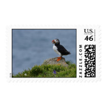 Watchful Puffin postage