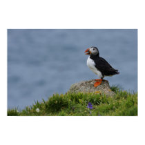 Watchful Puffin posters