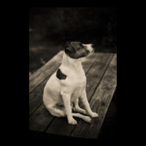 watchfull dog framed print posters