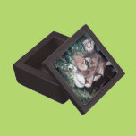 Watching Cougar Premium Gift Boxes