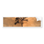 Water and tree sunset bumper stickers