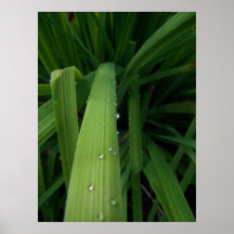 Water Beads on Grass Print