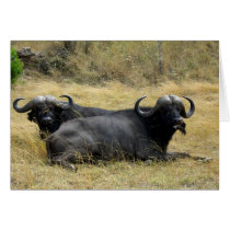 WATER BUFFALO IN KENYA cards by ANGELHELEN WATER BUFFALO IN KENYA cards
