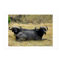 WATER BUFFALO IN KENYA posters by ANGELHELEN WATER BUFFALO IN KENYA posters