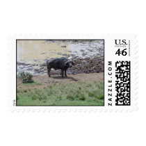 Water Buffalo postage