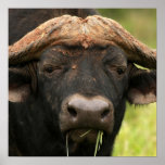 Water Buffalo  Poster