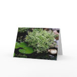Water Celery  and Liliy Pads - Greeting Card