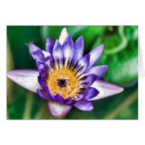 Water color lily cards