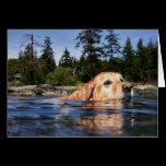 Water Dog - Cards cards