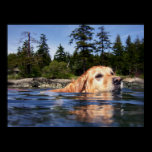 Water Dog - Fine Art Prints posters