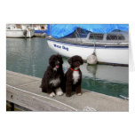 Water Dogs on the Dock Greeting Cards