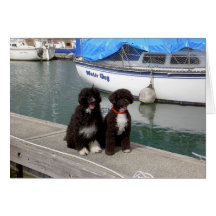 Water Dogs on the Dock Greeting Cards