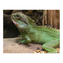 Water Dragon  posters