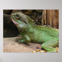 Water Dragon  Posters