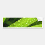 water drop on leaves bumper sticker