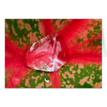 water drop on leaves cards
