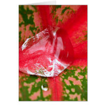 water drop on leaves cards