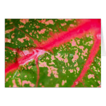 water drop on leaves cards