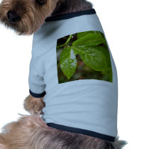 water drop on leaves pet clothing