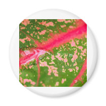 water drop on leaves magnets