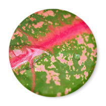 water drop on leaves magnets