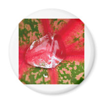 water drop on leaves magnets