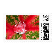 water drop on leaves stamps