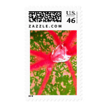 water drop on leaves stamps