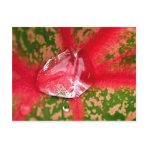 water drop on leaves postcards