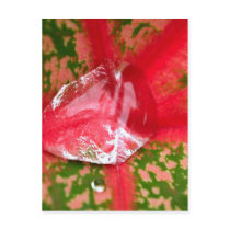 water drop on leaves postcards