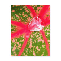 water drop on leaves postcards