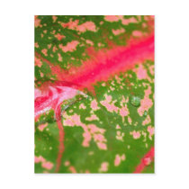water drop on leaves postcards