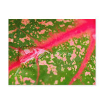 water drop on leaves postcards