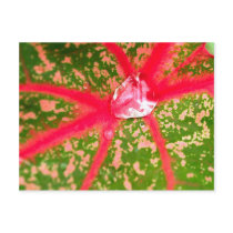 water drop on leaves postcards