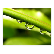 water drop on leaves postcards
