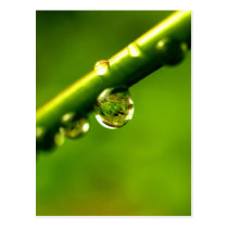 water drop on leaves postcards