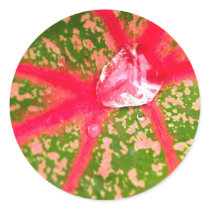 water drop on leaves stickers