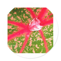 water drop on leaves stickers