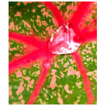 water drop on leaves t-shirts