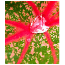 water drop on leaves t-shirts