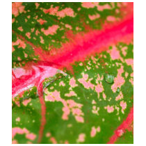 water drop on leaves t-shirts