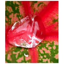 water drop on leaves t-shirts