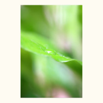 Water Drop. posters by Acorns_tree Water Drop. posters