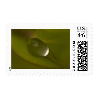 Water Drop Stamp 4 stamp