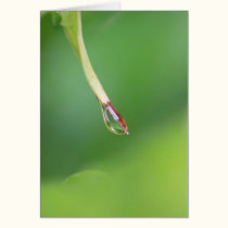Water Droplet. cards by Acorns_tree Water Droplet. cards