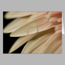 Water Droplet on Pink Gerber Daisy Petal cards by ChristianTravers Water Droplet on Pink Gerber Daisy Petal cards