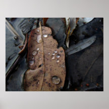 Water Droplets on Fallen Leaf Poster
