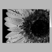 Water Droplets on Gerber Daisy (Black and White) cards by ChristianTravers Water Droplets on Gerber Daisy (Black and White) cards