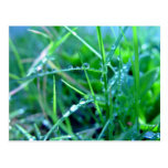 Water droplets on grass post card