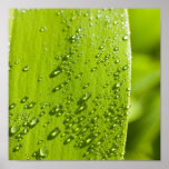 water droplets on leaf print